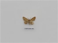 藏品(尺蛾231)的圖片